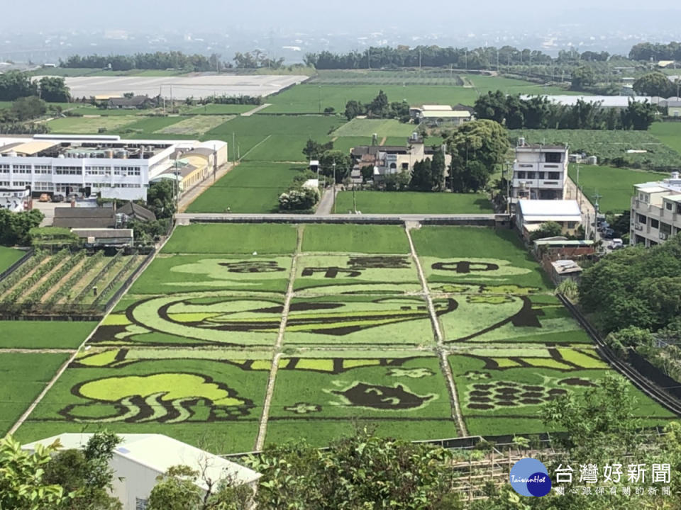 台中限定打卡美景　外埔1.3公頃彩繪稻田吸睛