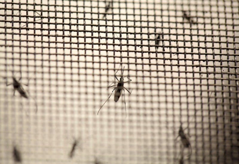 Aedes aegypti mosquitoes are seen at the Laboratory of Entomology and Ecology of the Dengue Branch of the U.S. Centers for Disease Control and Prevention in San Juan, Puerto Rico, March 6, 2016.  REUTERS/Alvin Baez/File Photo