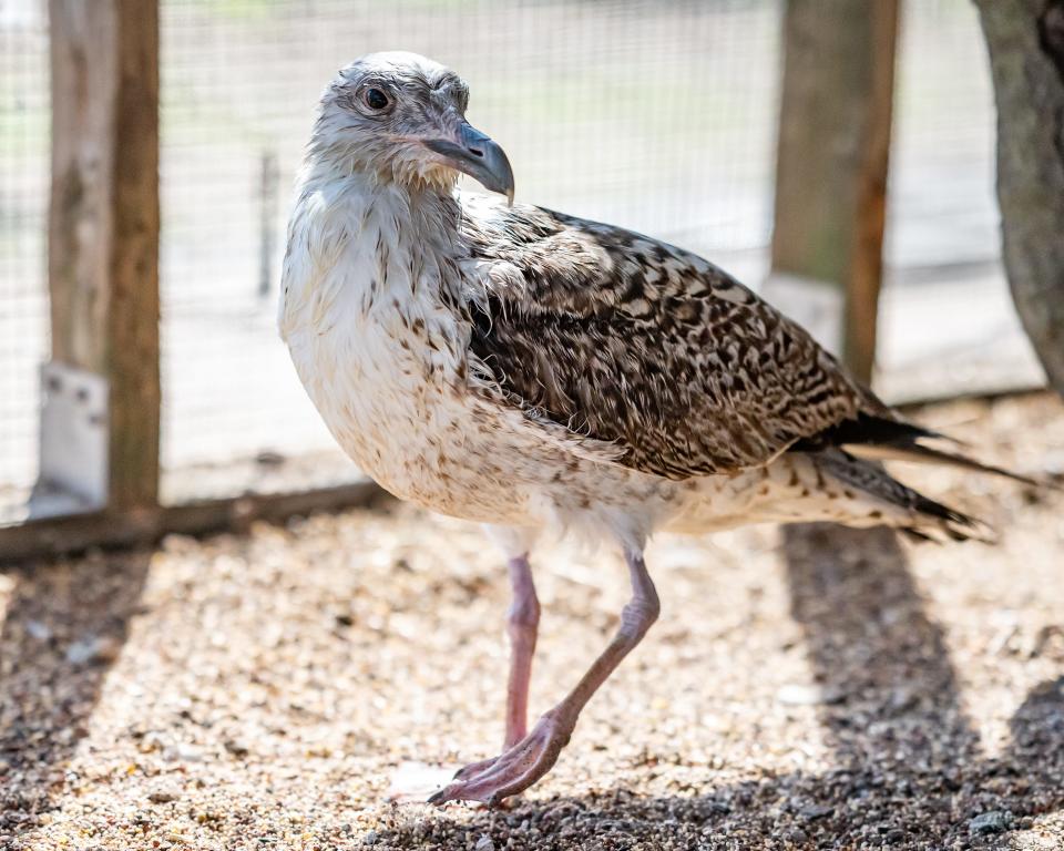 Ben the juvenile Black-backed Gull had been hit by a car on the Vilano Bridge and was unable to stand. Ark Wildlife Rescue and Rehabilitation rescues and rehabilitates a variety of local birds in their facility located at 2350 Mizell Road St. Augustine, FL 32080.Photo made March 16, 2023.[Fran Ruchalski for the St. Augustine Record]