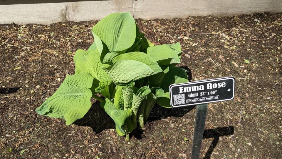 Emma Rose, named after the Kniffins’ daughter, is one of 500 varieties of hostas the can be found at Hostas on the Bluff in Fairview Heights. Jennifer Green/jgreen@bnd.com