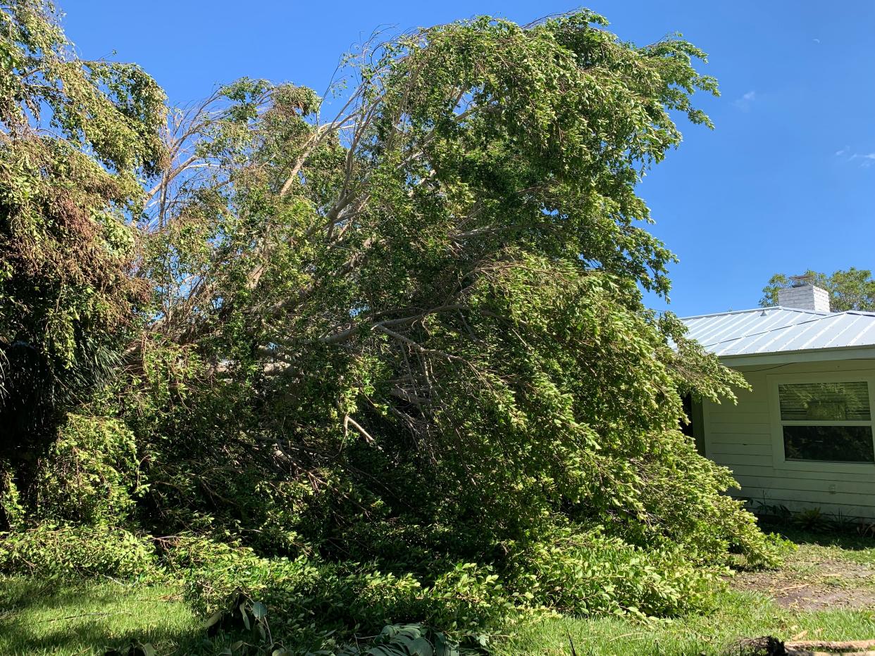 During Hurricane Ian, a banyan tree fell on Carrie Seidman's home, in Sarasota, and snapped a power line.