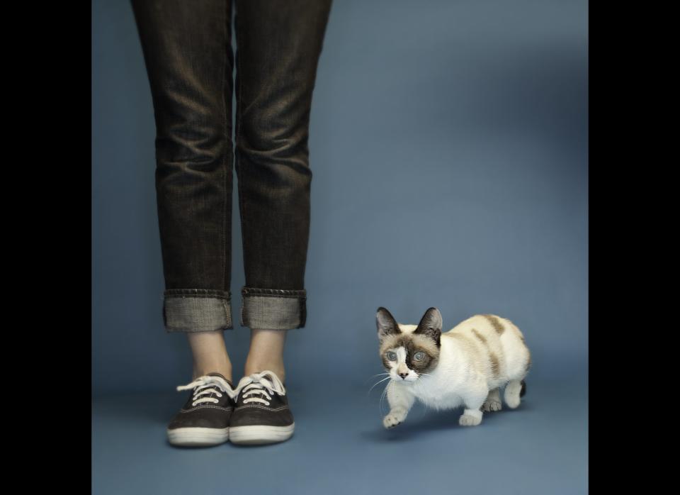 Fizz Girl, a Munchkin Cat from San Diego, Calif., has grabbed the record title for Shortest Living Cat. Measuring in at just 6 inches tall from floor to shoulder, Fizz Girl weighs 4 pounds, 2.3 ounces. Munchkin cats are a special breed that have little legs caused by a naturally occurring genetic mutation.