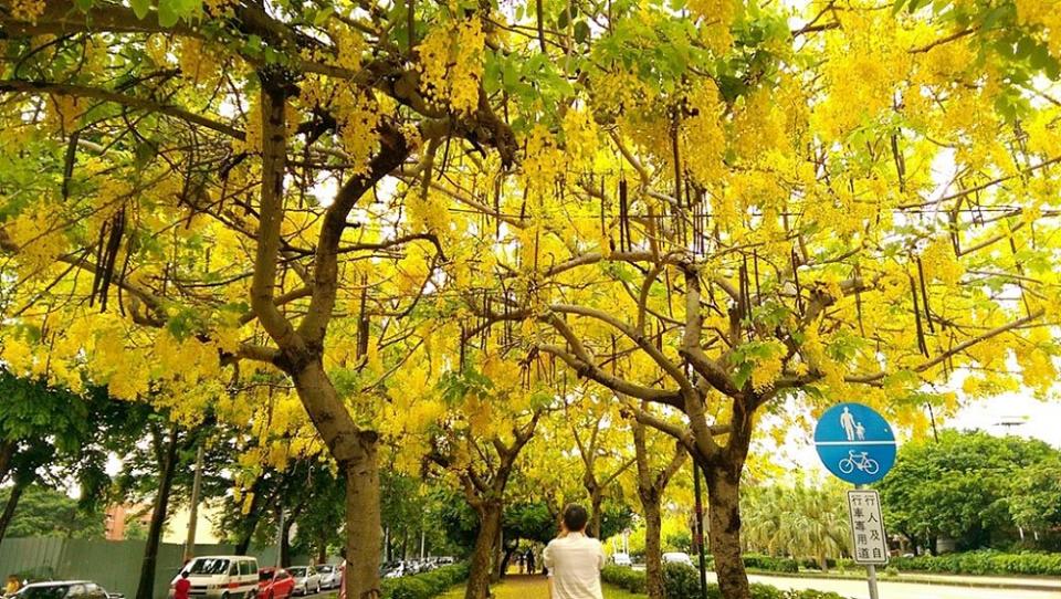 興大綠園道（圖片來源：台中市政府）