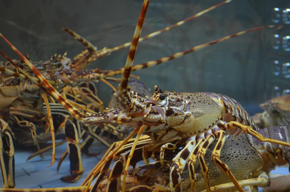 研究指龍蝦八爪魚螃蟹等為感知動物有痛覺 英國擬禁活煮料理