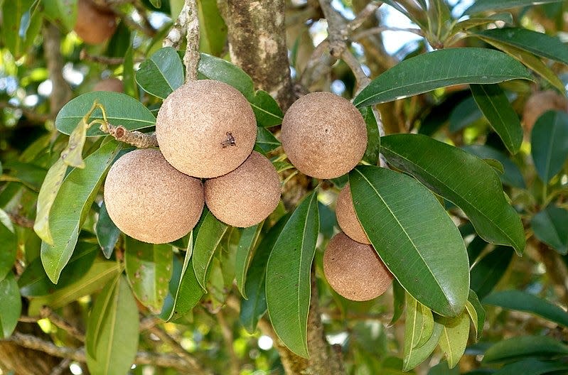 Sapodilla trees provided chicle for chewing gum.