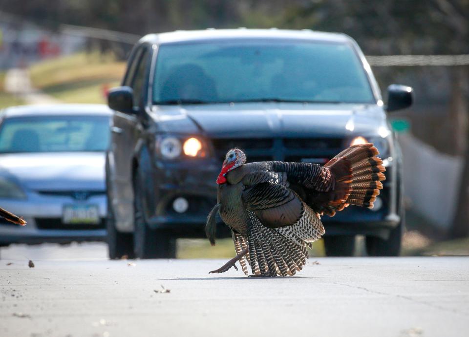 A wild tom turkey ruffles its plumage as it stands in the way of traffic on Buffalo Road in West Des Moines, Iowa, on Friday, March 25, 2022. Recently a pair of wild turkeys have been holding up traffic in the area, pecking at car tires and chasing pedestrians. 