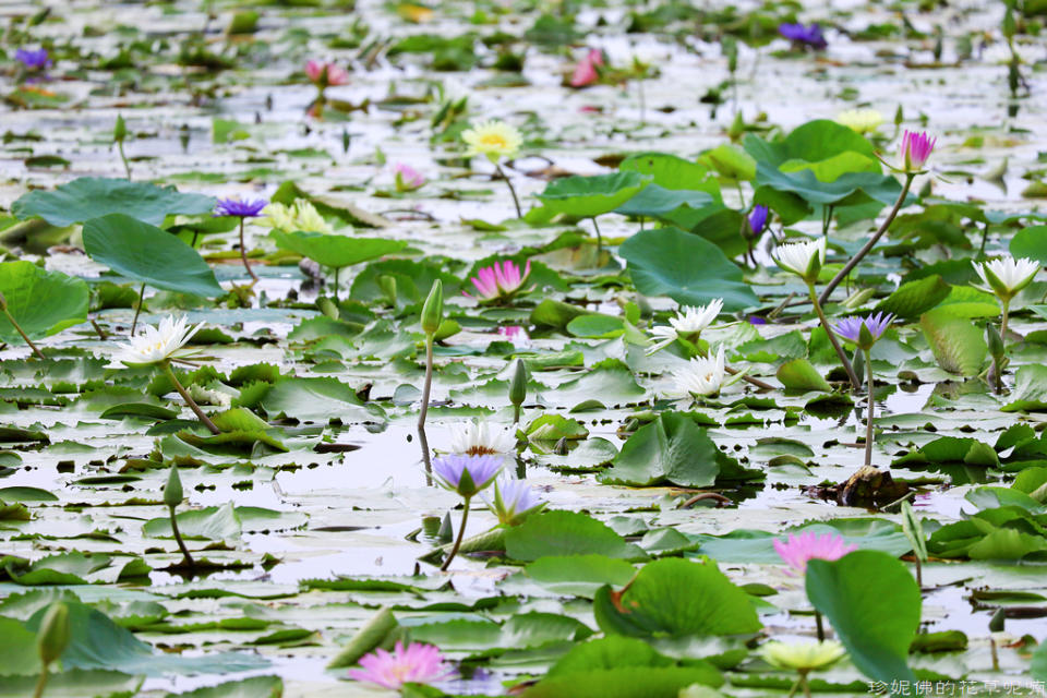 蓮緣香水蓮花園