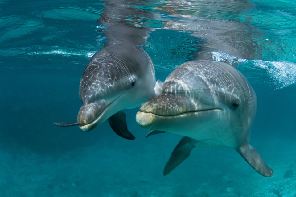 A mother Atlantic bottlenose dolphin and her offspring in Curacao. (Photo: Wild Horizon via Getty Images)