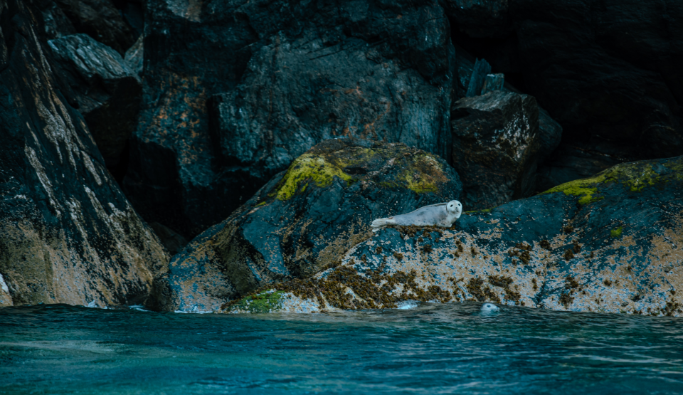 A wide shot of a young seal pup on the shore