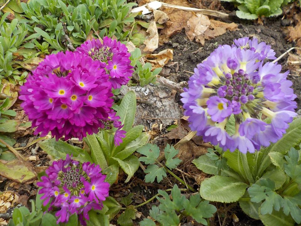 Drumstick primrose can have flowers in purple, blue, pink, magenta and white.