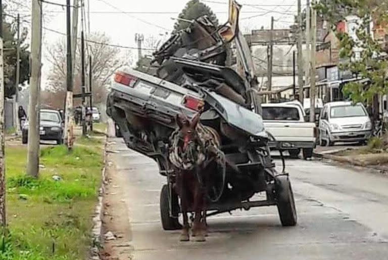 Caballos que tiraban de carros y fueron rescatados para su rehabilitación