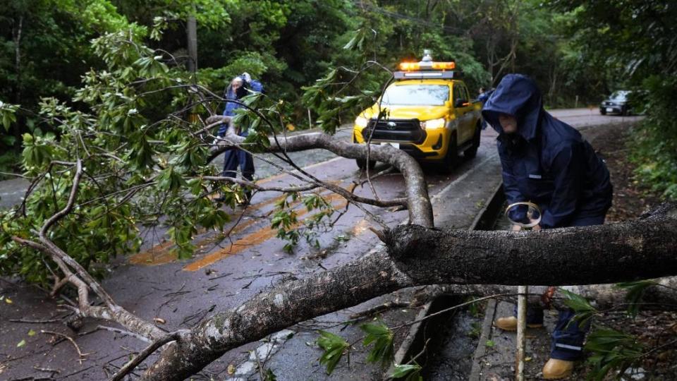 沖繩路邊樹木因強風被吹倒。（圖／翻攝自@theokinawatimes ·推特）