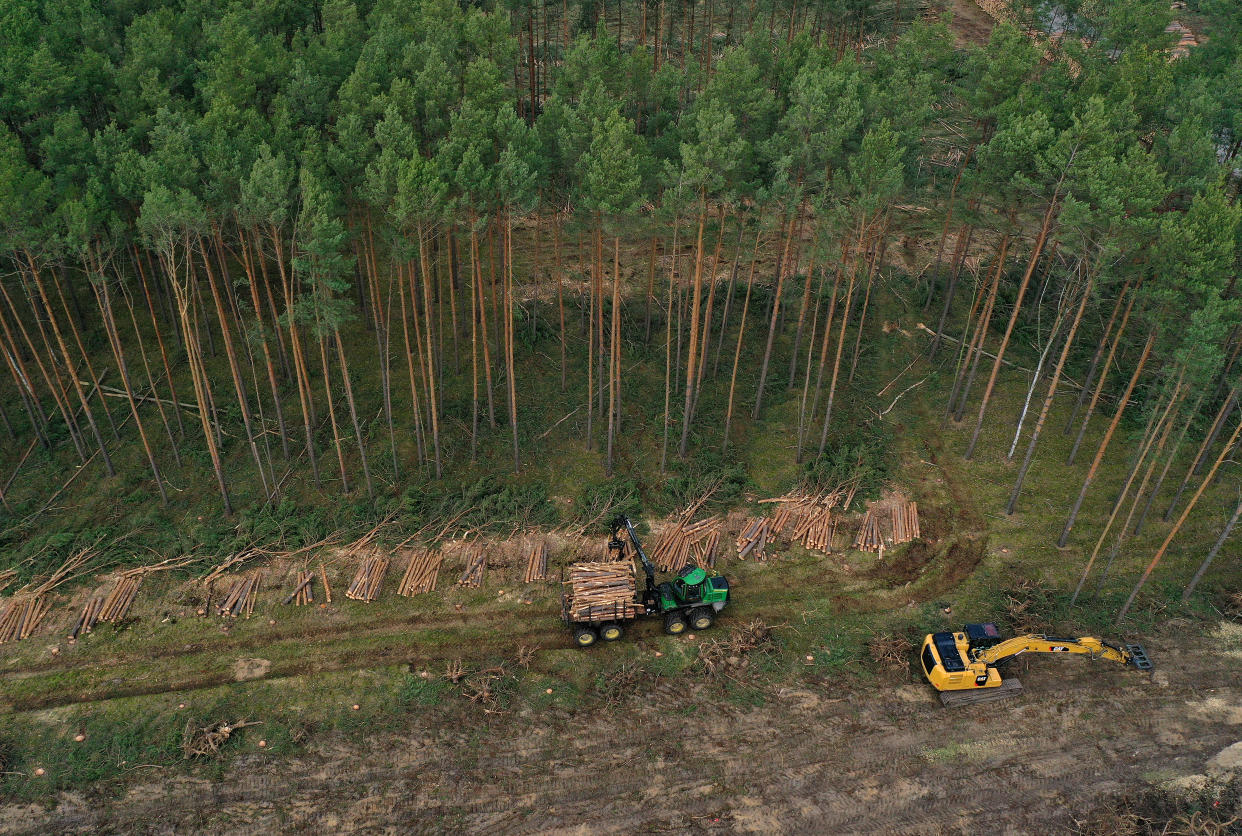 GRUENHEIDE, GERMANY - FEBRUARY 17: (EDITORS NOTE: Image taken with a drone.) In this aerial view a forestry machine collects logs on land cleared of trees at the site of the new Tesla Gigafactory on February 17, 2020 near Gruenheide, Germany. Environmentalists have succeeded in getting a court injunction to at least temporarily stop deforestation of the site. Tesla plans on building its first European Gigafactory at the site, located near Berlin, to eventually produce up to 500,000 electric cars per year. Environmentalists decry the loss of trees at the site and other local groups are challenging Tesla over possible strains on the region's water supply.  (Photo by Sean Gallup/Getty Images)