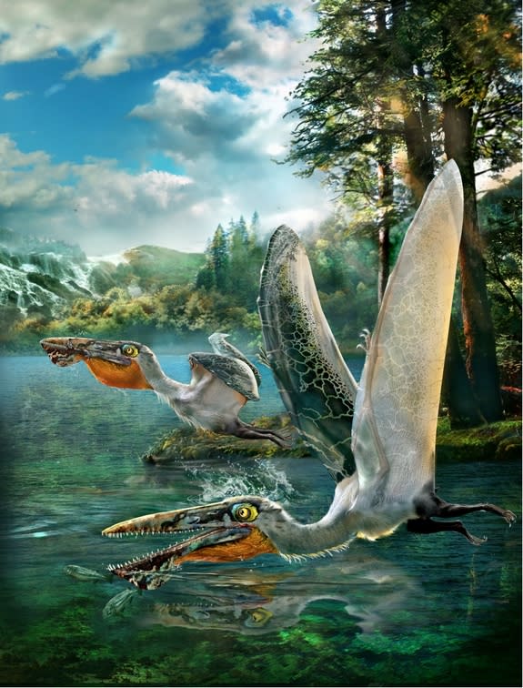 The pterosaur now called <em>Ikrandraco avatar may have stored food in a throat pouch similar to a pelican.</em>