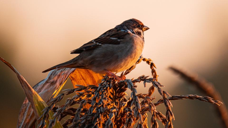 A bird at dusk