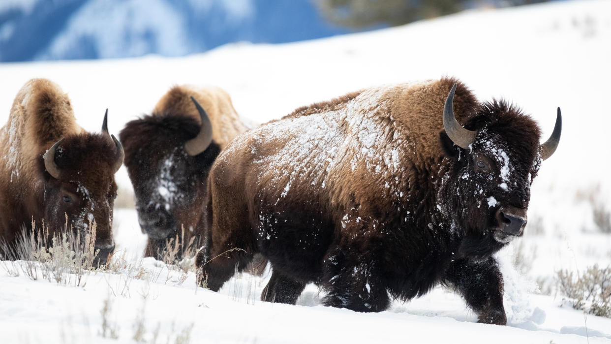  Bison in snow at Yellowstone National Park. 