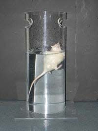 Screenshot from a video of a mouse in a glass container partially filled with water, as part of a forced-swimming test.