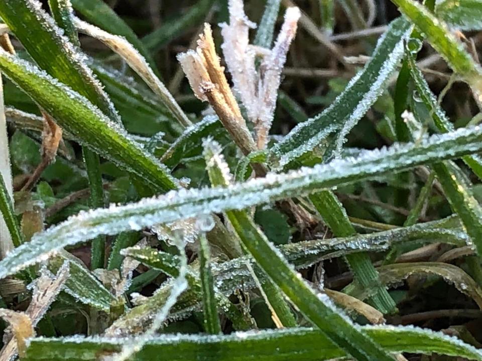 Frost in Chesterfield on the morning of 2024 Richmond Polar Plunge on December 9, 2023.