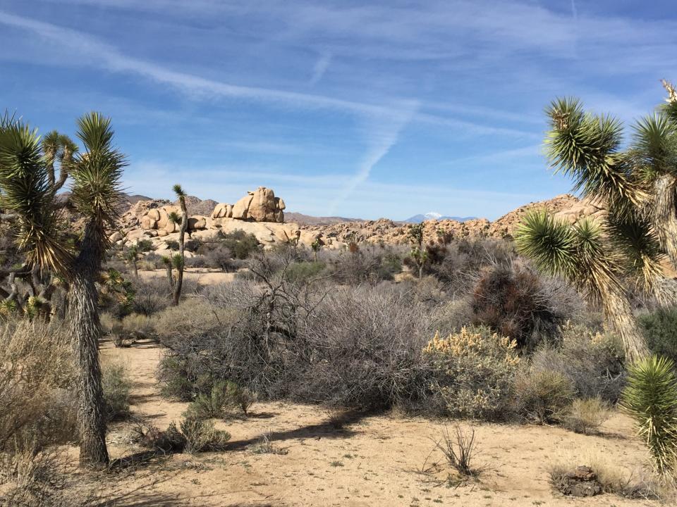 Joshua Tree forests with San Gregorio Peak in distance.
