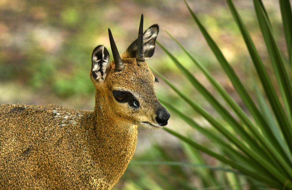 Brevard Zoo is offering free admission to current military and veterans from Nov. 10 to 12.