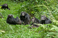 DisneyNature's "Chimpanzee" - 2012