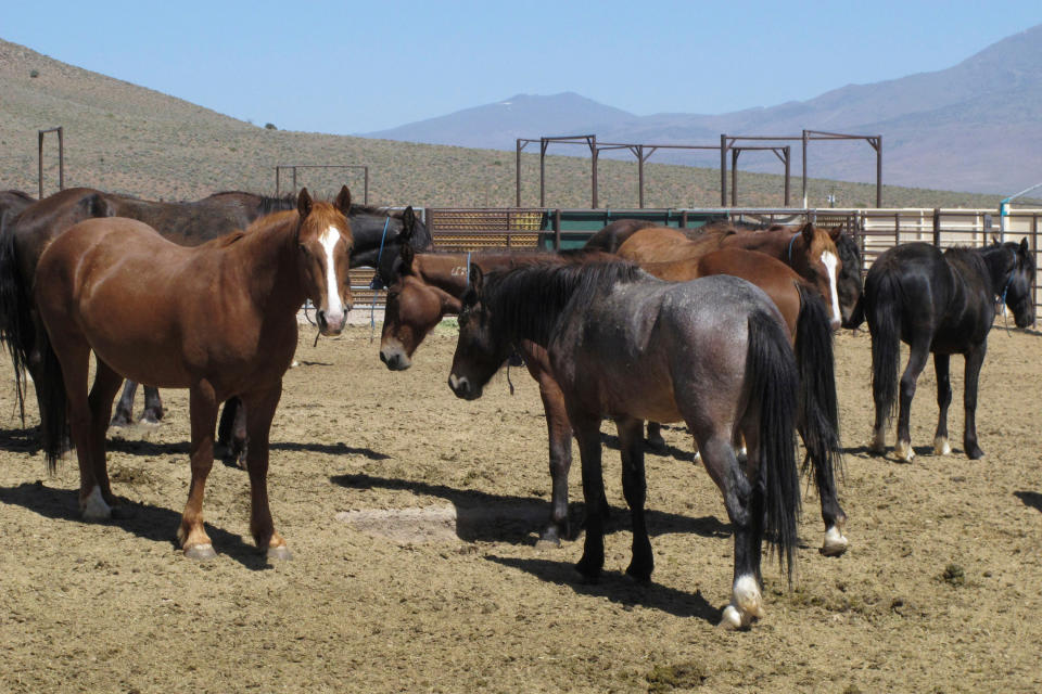 FILE - Wild horses that were captured from U.S. rangeland stand in a holding pen, at the U.S. Bureau of Land Management's Wild Horse and Burro Center in Palomino Valley, about 20 miles north of Reno, Nev., on May 25, 2017. Wild horse advocates are accusing U.S. land managers of violating environmental and animal protection laws by approving plans for the nation's largest holding facility for thousands of mustangs captured on public lands in 10 western states. (AP Photo/Scott Sonner, File)