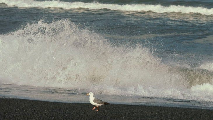 <span class="article__caption">Chase a seagull near Brookings, Oregon, on the great Pacific Ocean. (Photo: Francois Le Diascorn/Gamma-Rapho/Getty)</span>