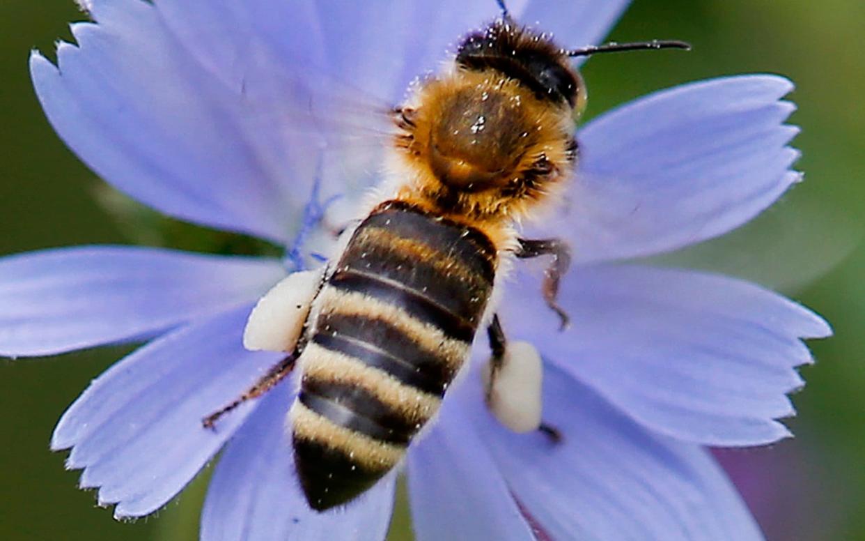 File photo a bee sits on a cornflower to collect pollen in Frankfurt, Germany - AP