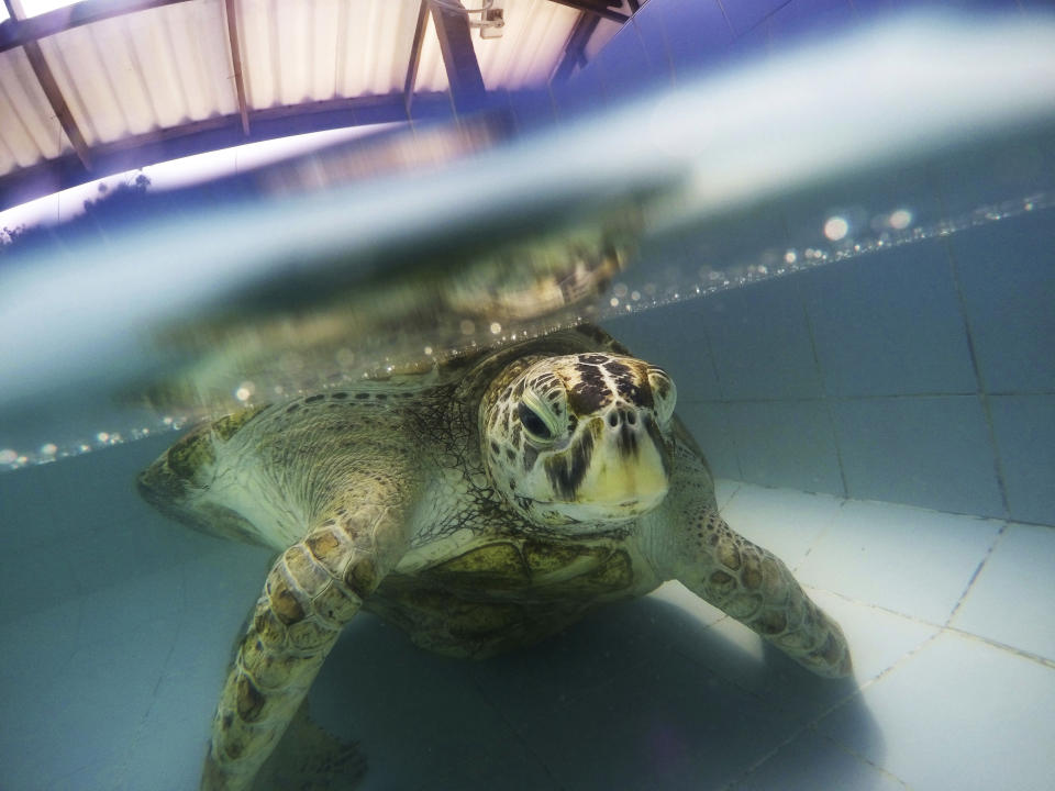 FILE - In this Friday, March 3, 2017, file photo, a female green sea turtle nicknamed Bank swims in a pool at Sea Turtle Conservation Center n Chonburi Province, Thailand. Although scientists have long focused on the world’s predators, a massive new study finds that herbivores, critters that eat plants, are the animals most at risk of extinction. A bit more than one in four species of herbivores are considered threatened, endangered or vulnerable by the International Union for Conservation of Nature, the world’s scientific authority on extinction risk, according to a study published Wednesday, Aug. 5, 2020, in the journal Science Advances. (AP Photo/Sakchai Lalit, File)