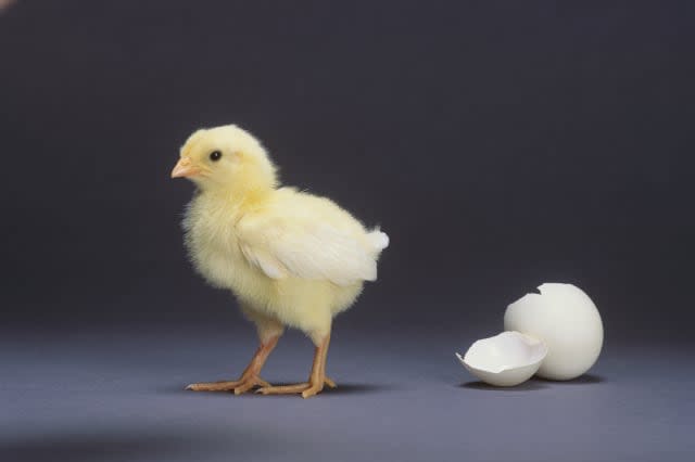 Leghorn Chick