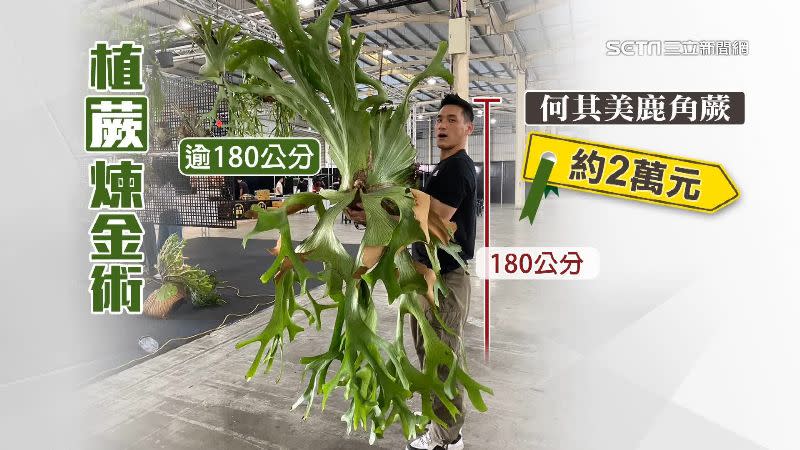 何其美鹿角蕨高度超過180公分，價值約2萬元。