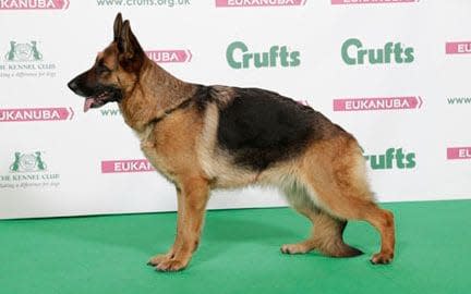 German Shepherd with sloped back - Credit: Sandra Whyte