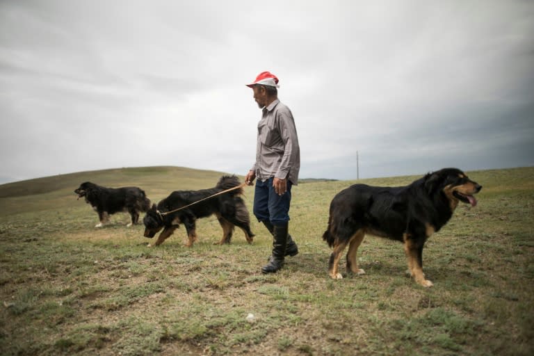 When it was customary for every Mongolian family to own at least one bankhar, a nomad would treat sore joints by shaving off a tuft of the dog's fur, soaking it in a bucket of oil and pressing it onto the aching area