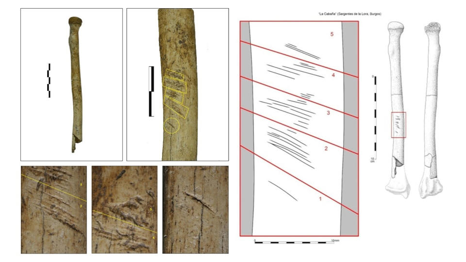 Left radius (CA/EX98) from La Cabaña tomb in anterior view showing cut marks in its distal third of the shaft. Diagram of the cuts located on the distal end of the radius.