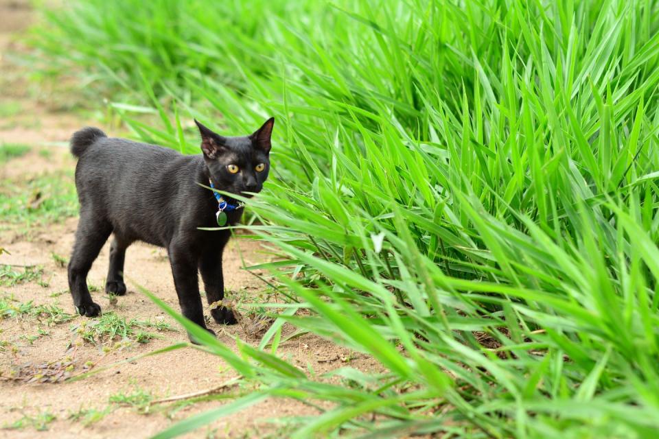 Japanese Bobtail