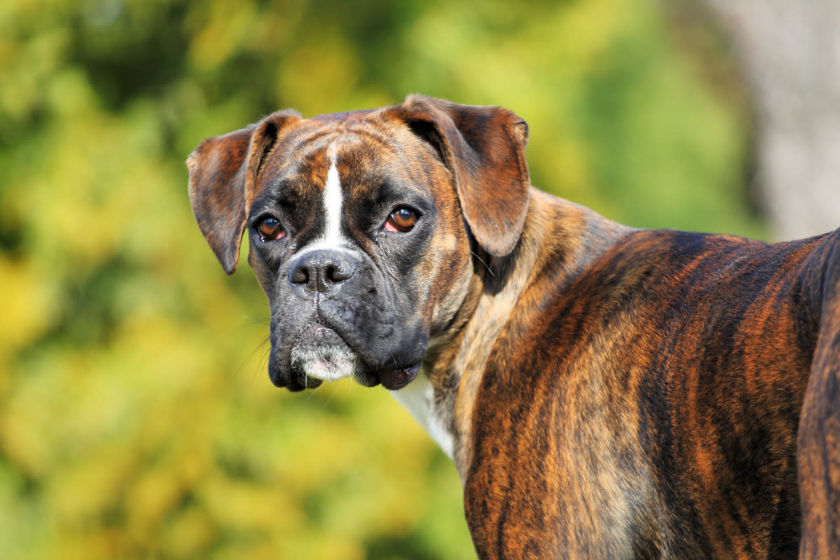 Boxers come in at #9.<p>Shutterstock/Jana Behr</p>