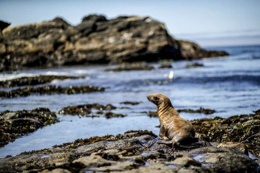 CARMEL, CALIFORNIA - JULY 10: A California sea lion yearling walks towards the water after being released back into the wild by volunteers with The Marine Mammal Center on a beach at Point Lobos State Reserve on July 10, 2019 in Carmel, California. The Marine Mammal Center is seeing a surge of sick and malnourished California sea lions and yearlings washing up on Northern California beaches in the past month. There are currently over 130 of the sea lions being cared for at the Marine Mammal Center, many of which appear to be suffering from domoic acid poisoning. (Photo by Justin Sullivan/Getty Images)