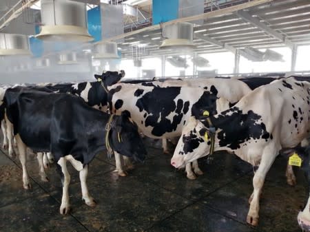 Cows are fed in a shed at Baladna farm in the city of Al-Khor