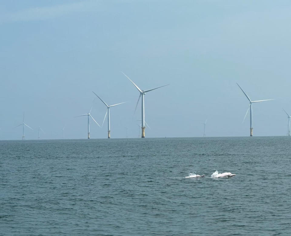 112年8月24日苗栗縣中港溪口白海豚與離岸風機共存。（圖／海保署）