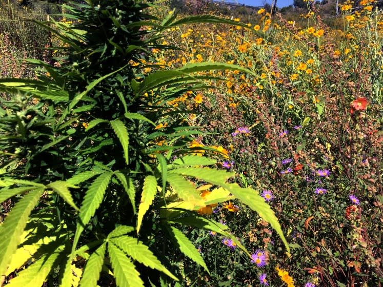 Hemp and wildflowers grow on Doug Fine's Funky Butte Ranch in New Mexico. For his LAT op-ed, July 2021. Courtesy Doug Fine.
