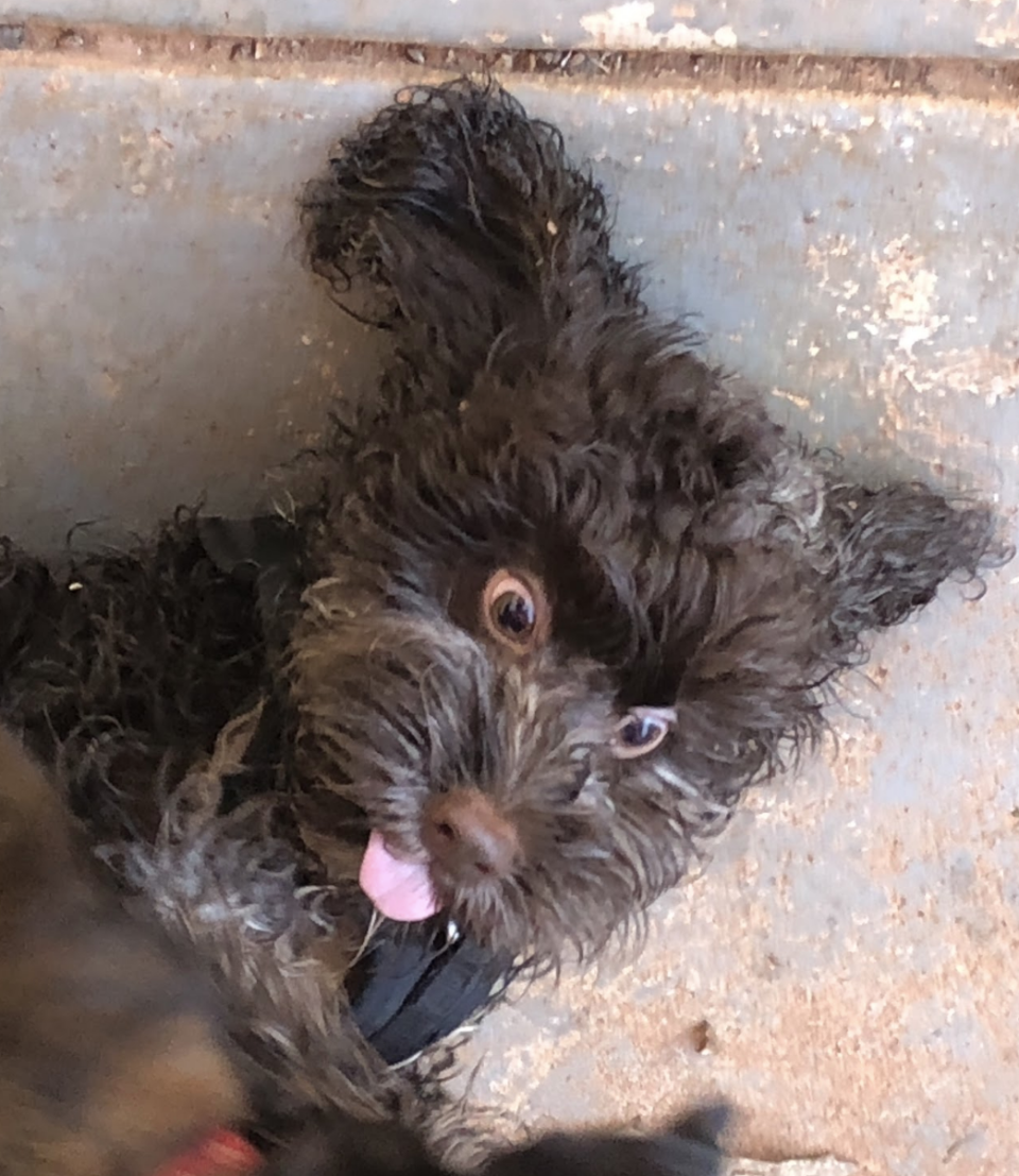 Small black curly-haired dog lying down with its tongue visible and eyes wide