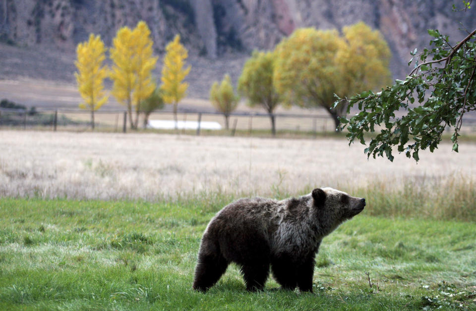 FILE - In this Sept. 25, 2013, file photo, a grizzly bear cub searches for fallen fruit beneath an apple tree a few miles from the north entrance to Yellowstone National Park in Gardiner, Mont. A judge will decide whether the Lower 48 states' first grizzly bear hunting season in more than four decades will open as scheduled the weekend of Aug. 31, 2018. (Alan Rogers/The Casper Star-Tribune via AP, file)