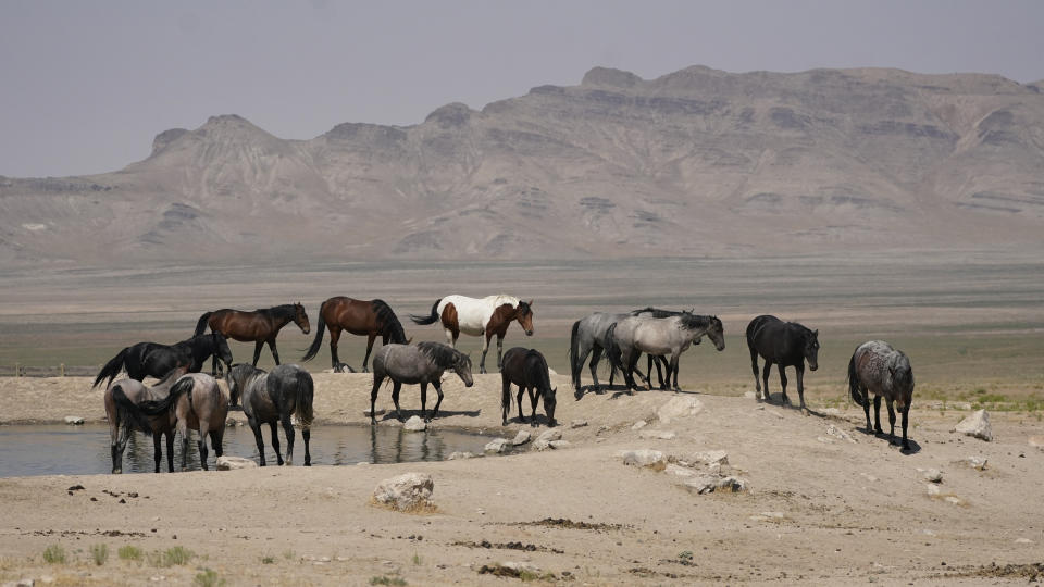 Free-ranging wild horses gather around a pond a Simpson Springs, on July 9, 2021, near U.S. Army Dugway Proving Ground, Utah. Horses from this herd were later rounded up as federal land managers increased the number of horses removed from the range during an historic drought. They say it's necessary to protect the parched land and the animals themselves, but wild-horse advocates accuse them of using the conditions as an excuse to move out more of the iconic animals to preserve cattle grazing. (AP Photo/Rick Bowmer)