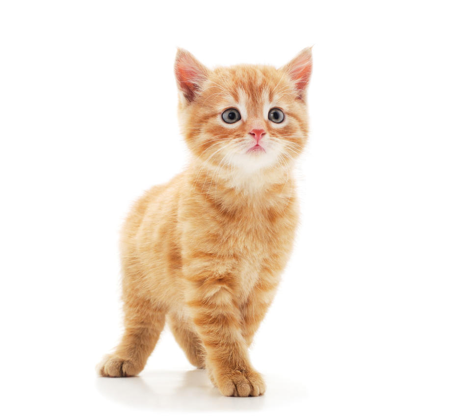 Little red kitten isolated on a white background.