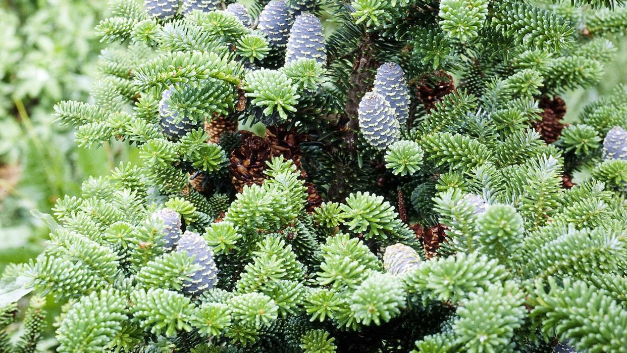 types of christmas trees korean fir