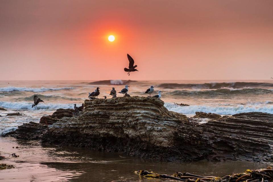 Photographer Mark Nakamura took this photo of seagulls gathering at sunset at Hazard Canyon in Montana de Oro State Park near Los Osos on Thursday, Aug. 19, 2021.