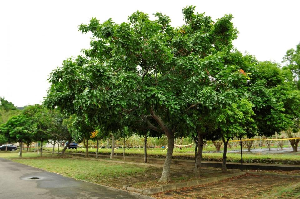 環境部點名「15樹種」會釋放異戊二烯恐導致空汙加劇，建議避免選擇種植。圖為水黃皮。（翻攝自農業部苗栗區農業改良場網站）