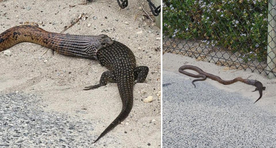 Left, half of the skink has disappeared into the snake's mouth. Right, a further away shot shows the snake and skink on a pathway. 