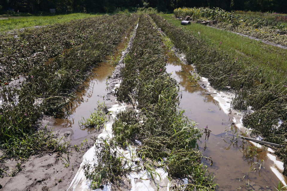 Flood waters remain on the destroyed fields at the Intervale Community Farm, following last week's flooding and this week's rains, Monday, July 17, 2023, in Burlington, Vt. (AP Photo/Charles Krupa)