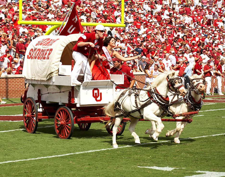 The Sooner Schooner pulled by Boomer and Sooner, mascots of the University of Oklahoma